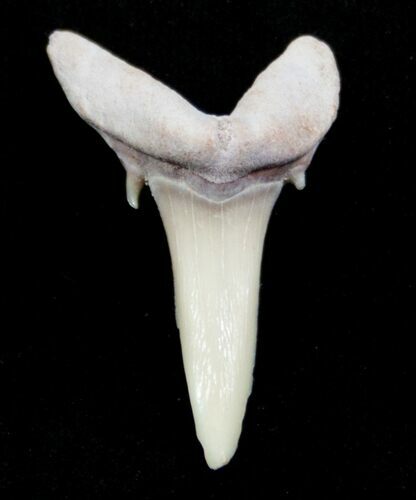 Carcharias (Extinct Sand Tiger) Shark Tooth - Eocene #3423